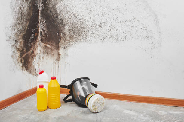 Best Office Mold Removal Services  in Reedley, CA