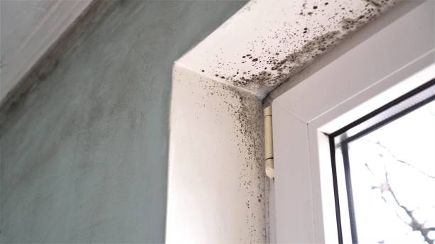 Best Emergency Mold Removal  in Reedley, CA