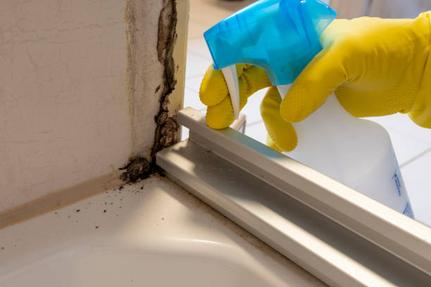 Professional Mold Removal in Reedley, CA