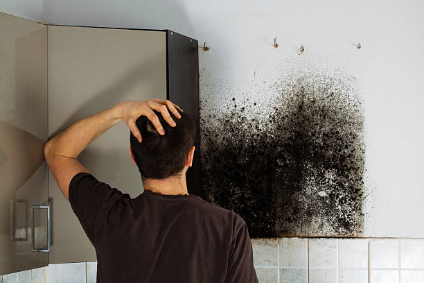Best Certified Mold Removal  in Reedley, CA