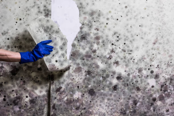 Attic Mold Removal in Reedley, CA