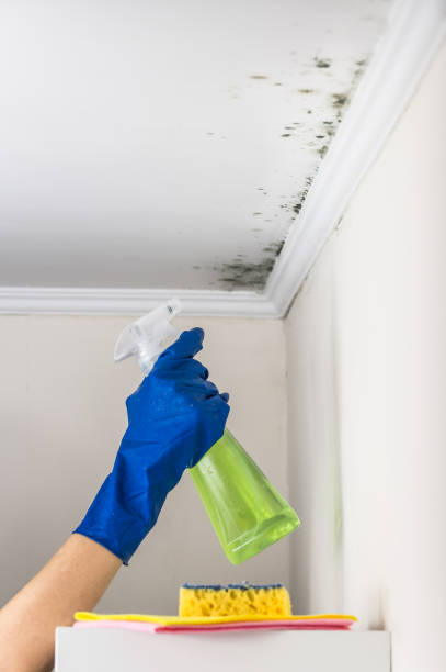 Best Fast Mold Removal  in Reedley, CA