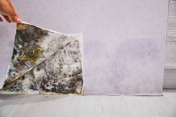 Best Office Mold Removal Services  in Reedley, CA